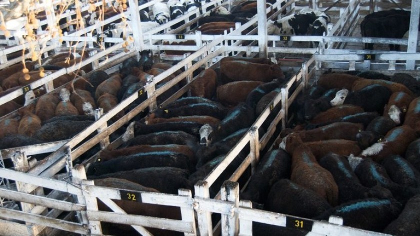 El campo convocó a un paro de 9 días en rechazo al cierre de las exportaciones de carne vacuna