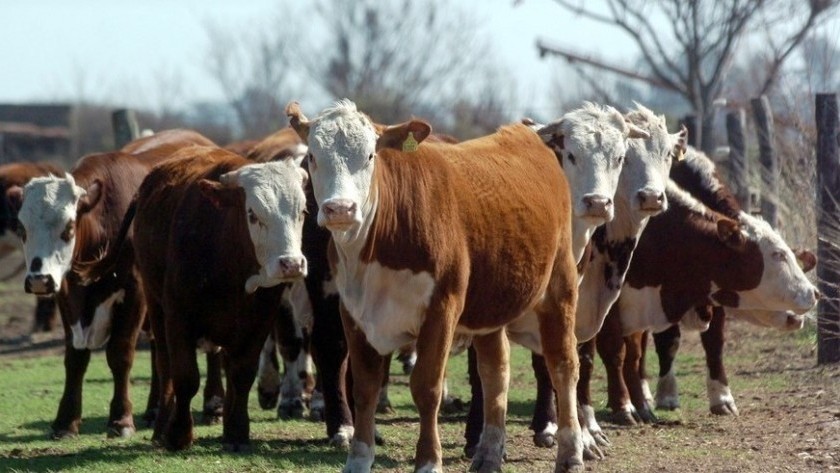Banco Nación lanzó créditos por $ 10 mil millones para el ´engorde´ de ganado